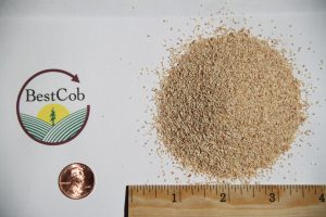 Close-up of Best Cob seed with a ruler and coin for scale.