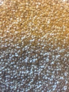 Close-up of golden and white corn kernels for optimal SEO.