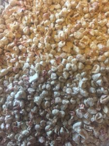 Close-up of high-quality popcorn kernels for optimal popping and flavor.