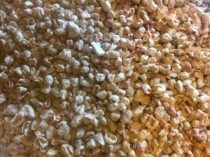 Pile of corn crumbles