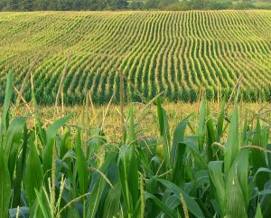 Vast green cornfield with lush, healthy corn plants and rolling hills in the background.