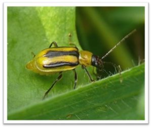 Close-up of a yellow and black beetle on a green leaf for Best Cob.