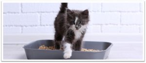 Cute black and white kitten playing in a litter box with a white brick wall background.