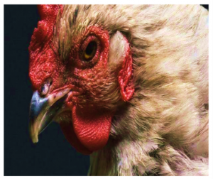 Close-up of a chicken's head showing detailed feathers and comb.