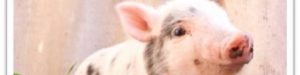 Close-up of a cute piglet with pink skin and small ears.