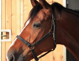 Close-up of a brown horse with a black bridle in front of a wooden background.