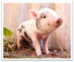 Adorable piglet standing outdoors with a wooden fence background.