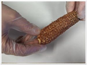 Close-up of hands holding a crispy, breaded cob of corn with gloves on.