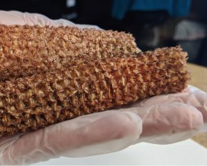 Close-up of a crispy, breaded fried food item on a gloved hand.