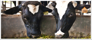 Two black and white dairy cows eating hay in a barn.