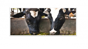 Two black and white dairy cows eating hay in a barn.