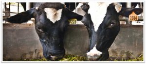 Two dairy cows eating hay in a barn, close-up view of their heads.