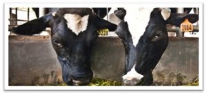 Two black and white dairy cows eating hay in a barn.