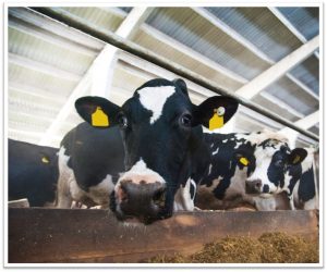 Close-up of a black and white Holstein calf in a barn with other calves in the background.