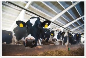 Group of Holstein calves in a barn with feed troughs, looking at the camera.