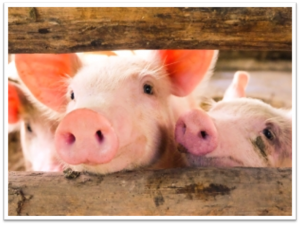 Cute piglets peeking over wooden fence at Best Cob farm.