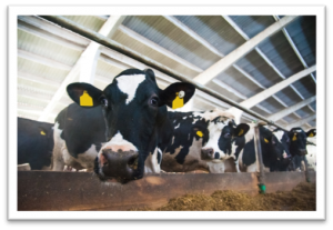 Healthy dairy cows in a modern farm setting at Best Cob.