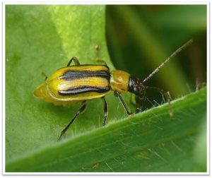 Close-up of a small yellow and black beetle on green plant leaf.
