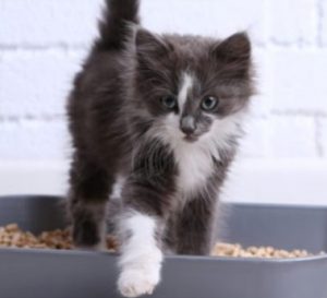 Adorable gray and white kitten walking on a gray surface with a white brick background.