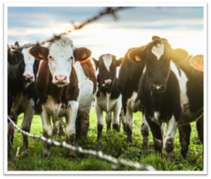 Group of cows grazing on lush green pasture in a farm setting.