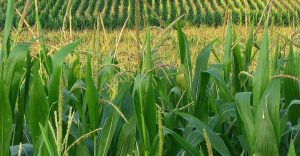 Lush green cornfield with tall stalks and tassels in bright sunlight.