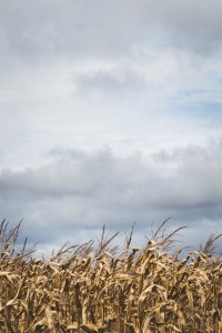 Golden cornfield under cloudy sky during daytime.
