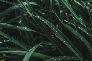 Close-up of green grass with water droplets, emphasizing freshness and nature.