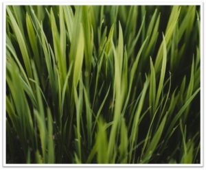 Close-up of lush green grass blades for Best Cob SEO image.