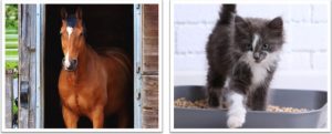 Horse and kitten in a stable and on a gray surface.