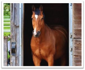 Brown horse standing in stable doorway with wooden walls and green field outside.