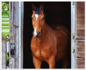 Brown horse standing in stable doorway with a white star on its forehead.