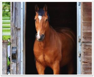 Brown horse standing in stable doorway with green background.