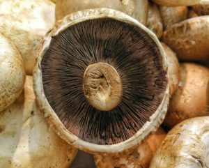 Close-up of a fresh mushroom showing gills and stem details.