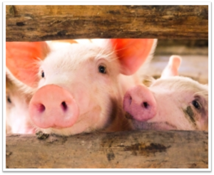 Cute piglets peeking through a wooden fence, close-up shot.
