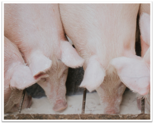 Two pigs feeding from a trough in a farm setting.