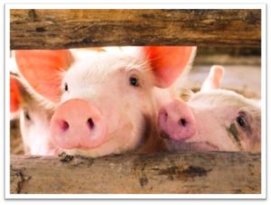 Cute piglets peeking over a rustic wooden fence on a farm.