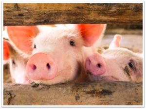 Cute piglets peeking through wooden slats on a farm.