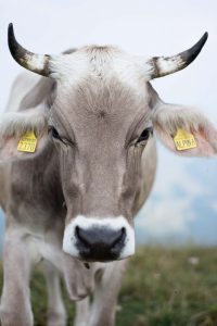Close-up of a cow's face with yellow ear tags on a farm.