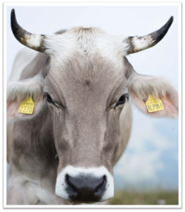 Close-up of a white cow with yellow ear tags in a field.