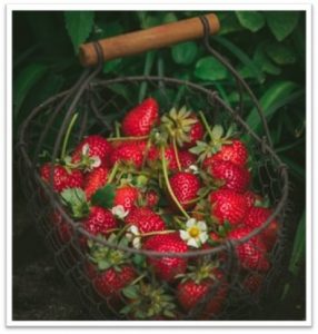 Fresh ripe strawberries in a wire basket with green leaves and small white flowers.