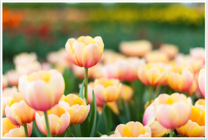 Vivid tulips in a lush garden with vibrant colors and natural beauty.