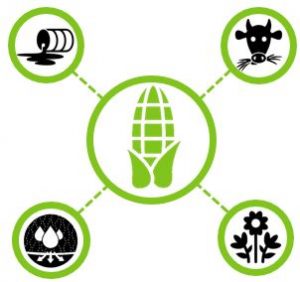 Illustration of sustainable farming practices for Best Cob corn.