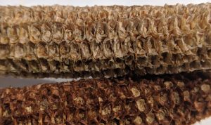Close-up of textured cob building material from Best Cob for eco-friendly construction.