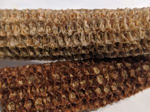 Close-up of two textured, rectangular cob building materials with rough surfaces.