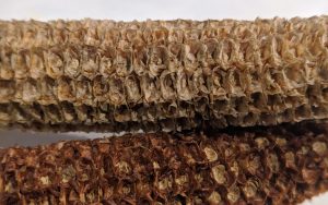 Close-up of two textured cob mats, one light and one dark brown, from Best Cob.