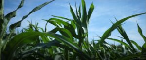 Close-up of lush green corn plants under a blue sky.