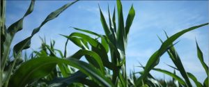 Close-up of lush green corn plants under a blue sky.