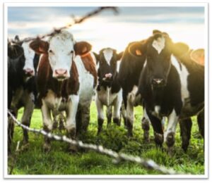 Group of dairy cows grazing on a lush green field at sunset.