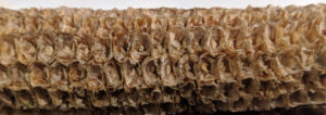 Close-up of a textured, brown, fibrous surface from Best Cob product.