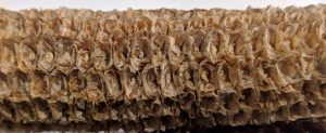 Close-up of a textured, fibrous surface of Best Cob building material.